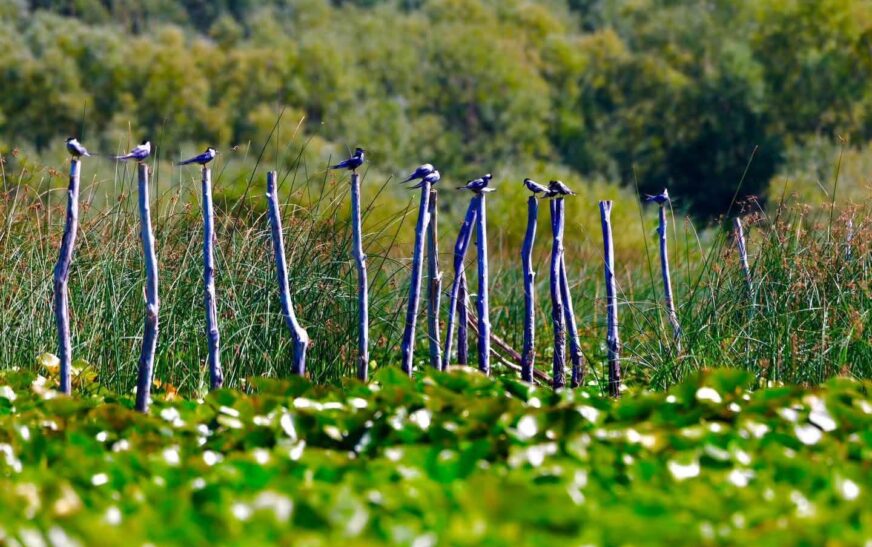 Rama: Liqeni i Shkodrës pjesë e UNESCO-s, thesar natyror me biodiversitet të jashtëzakonshëm