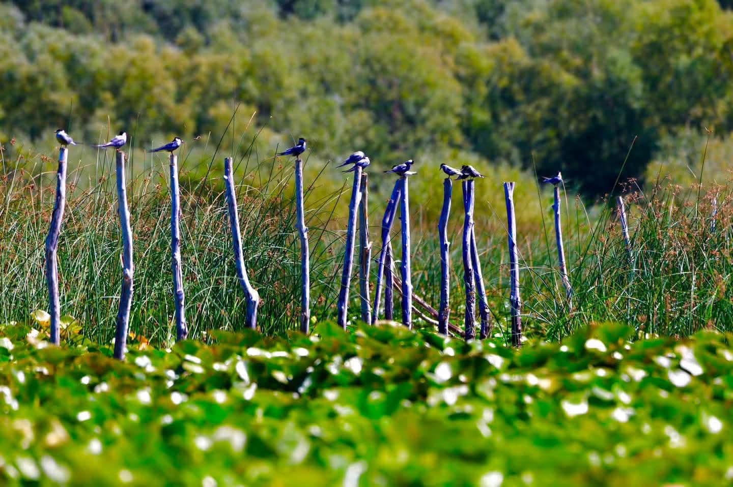 Rama: Liqeni i Shkodrës pjesë e UNESCO-s, thesar natyror me biodiversitet të jashtëzakonshëm