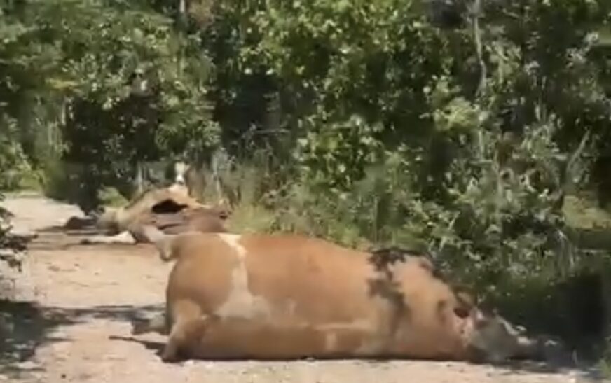 Lopë të ngordhura në rrugë, pamje të pabesueshme nga një fshat i Gjilanit