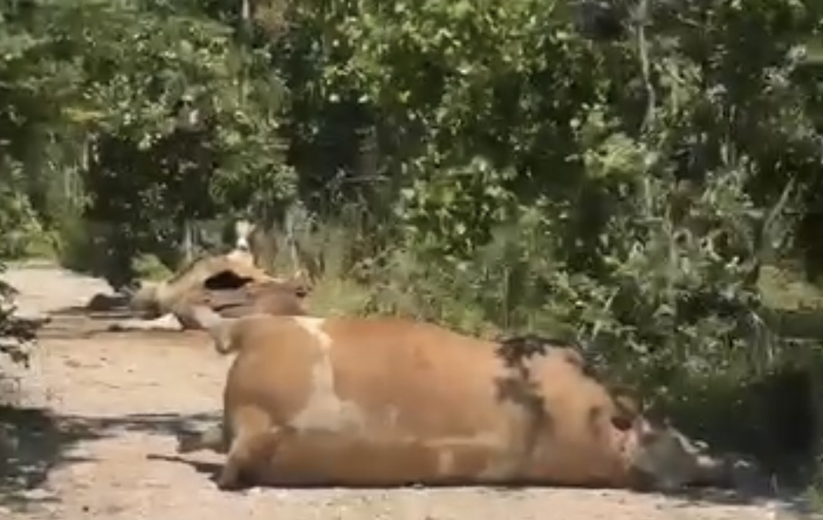 Lopë të ngordhura në rrugë, pamje të pabesueshme nga një fshat i Gjilanit