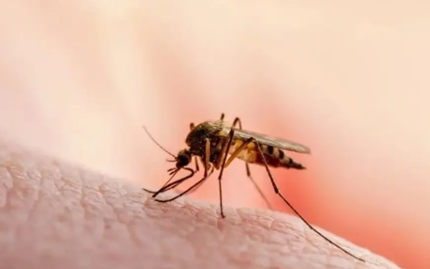 “Kujdes nga pickimet e mushkonjave”, IKSHPK me këshilla për mbrojtje nga malaria