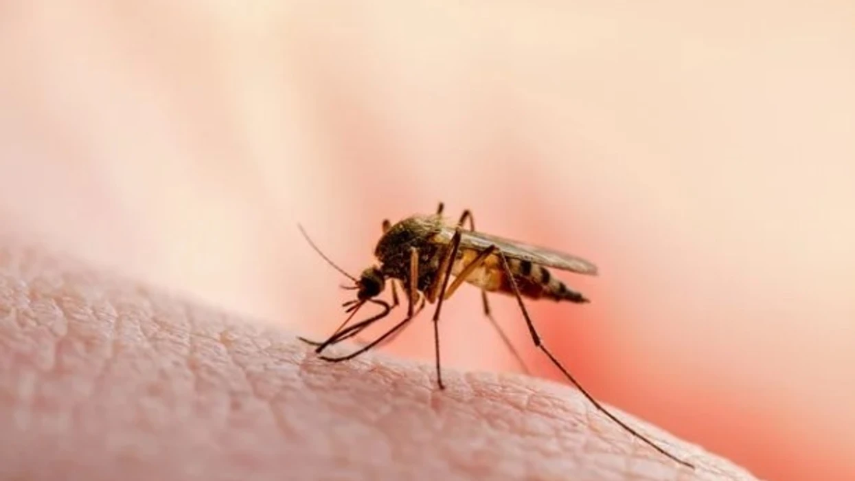 “Kujdes nga pickimet e mushkonjave”, IKSHPK me këshilla për mbrojtje nga malaria